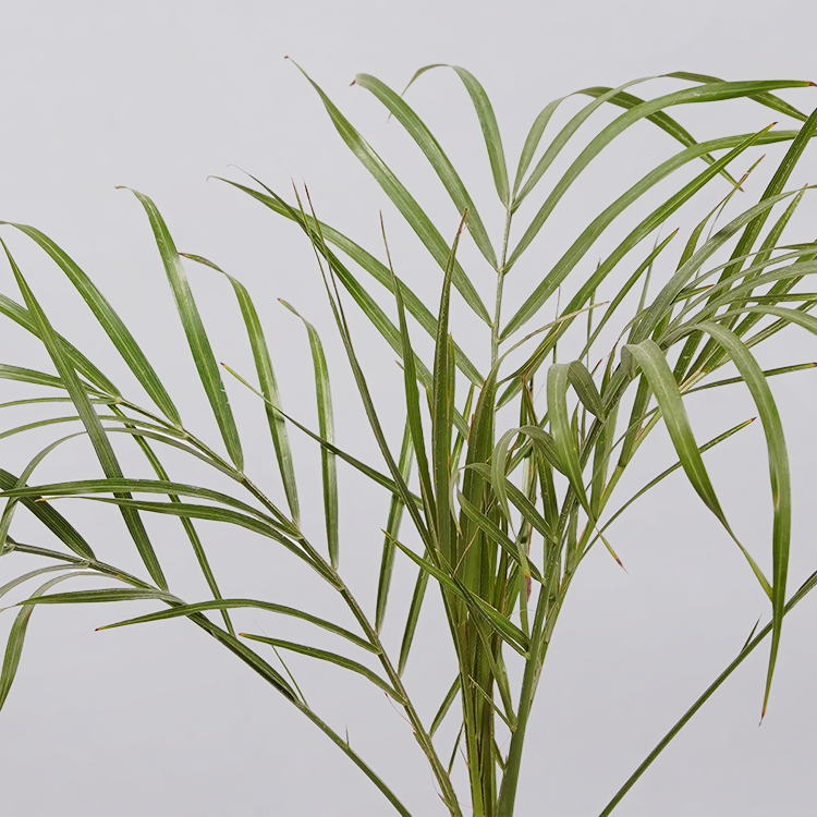 Areca  Golden Cane Palm