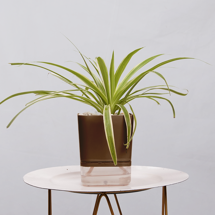 Dracaena marginata Madagascar multicolour