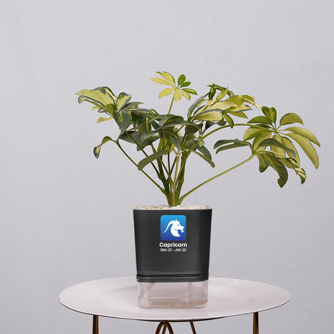 Shefflera (Umbrella Plant)