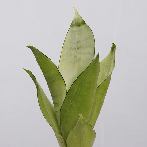 Sansevieria Moonlight