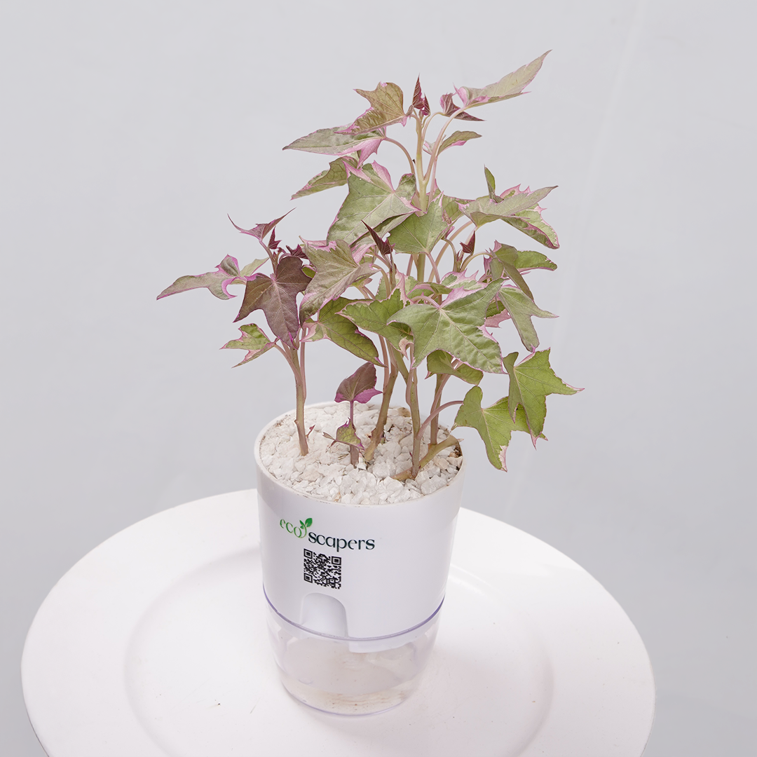 Sweet Potato Vine