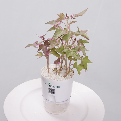 Sweet Potato Vine
