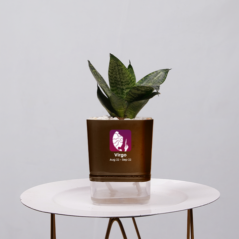 Snake Plant Bird’s Nest (Sansevieria Hahnii)