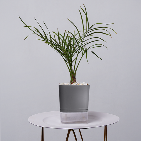 Areca  Golden Cane Palm