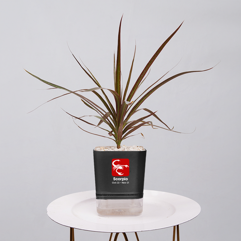 Dracaena Marginata (Dragon Tree)