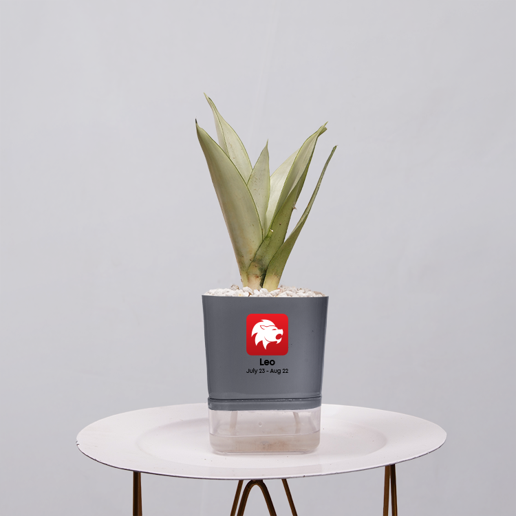 Sansevieria Moonlight