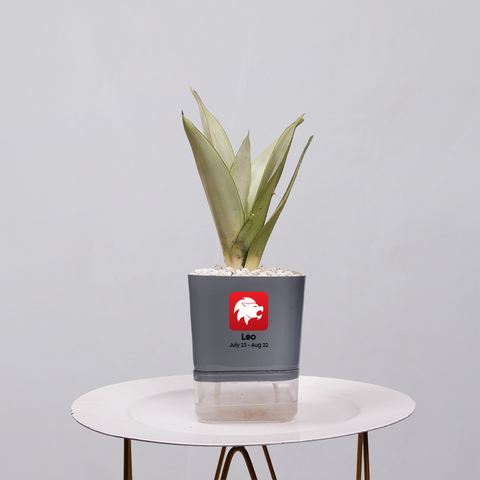 Sansevieria Moonlight
