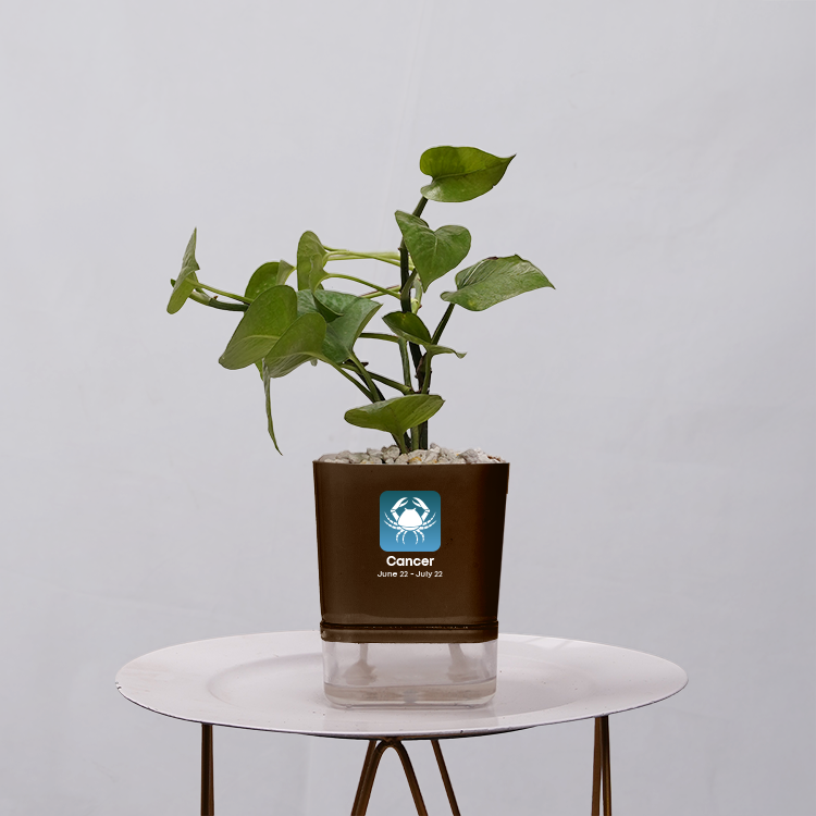 Money Plant Golden
