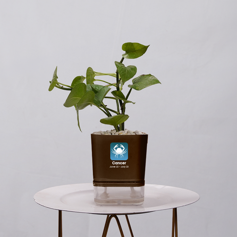 Money Plant Golden