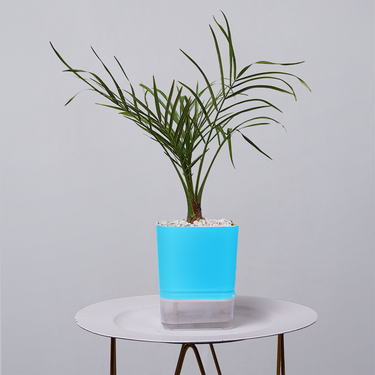 Areca  Golden Cane Palm
