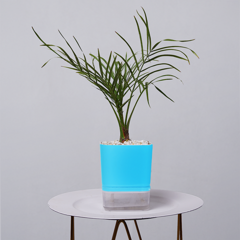 Areca  Golden Cane Palm
