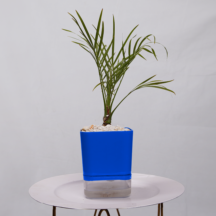 Phoenix Palm