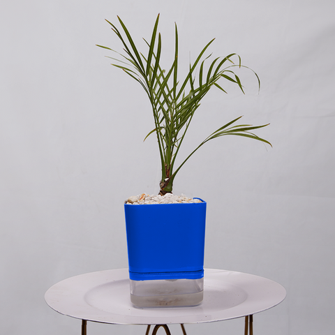 Phoenix Palm