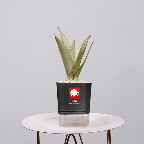 Sansevieria Moonlight