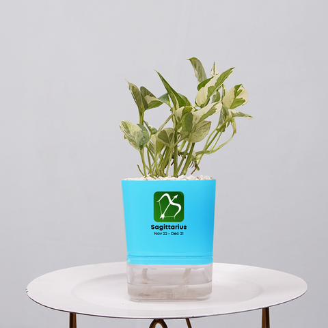 Money Plant Marble Queen