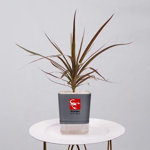 Dracaena Marginata (Dragon Tree)