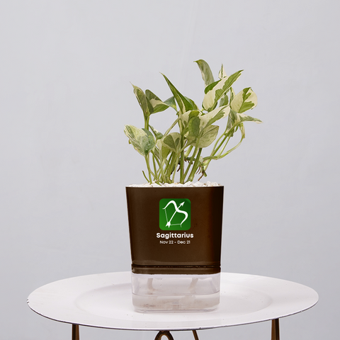 Money Plant Marble Queen