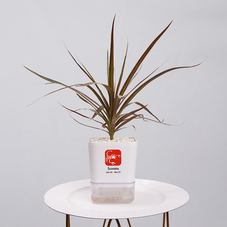 Dracaena Marginata (Dragon Tree)