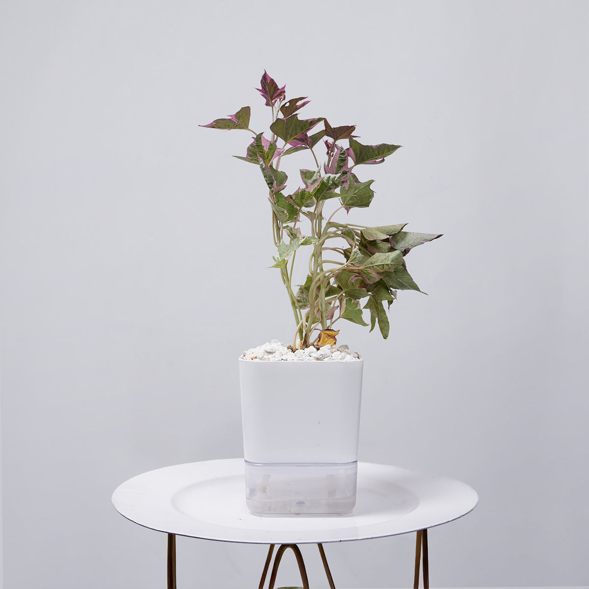 Sweet Potato Vine