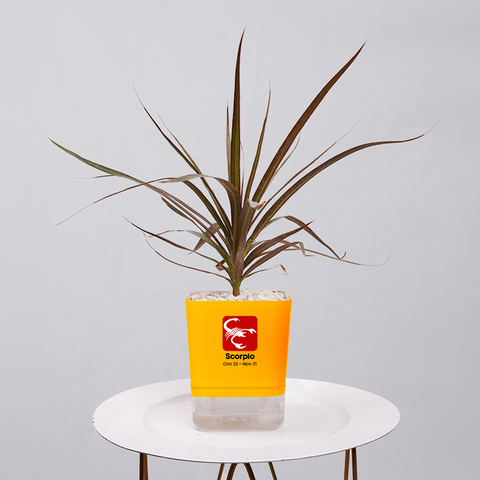 Dracaena Marginata (Dragon Tree)