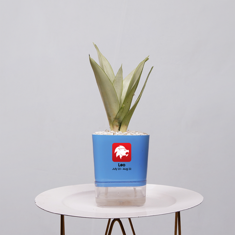 Sansevieria Moonlight