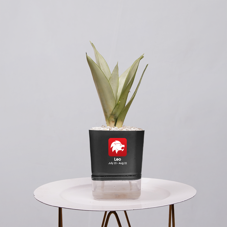 Sansevieria Moonlight