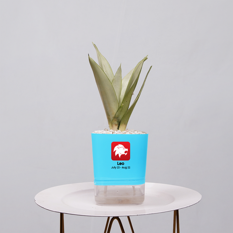 Sansevieria Moonlight