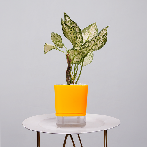 Aglaonema Snow white