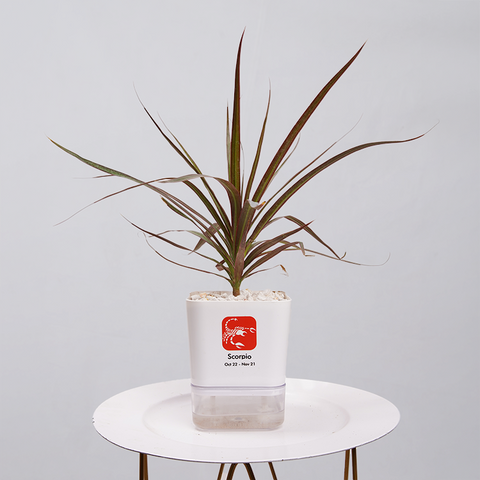 Dracaena Marginata (Dragon Tree)