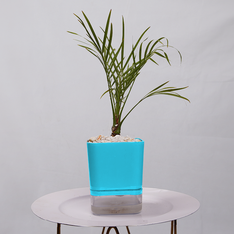 Phoenix Palm