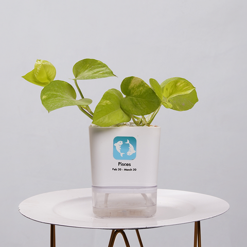 Money Plant Neon