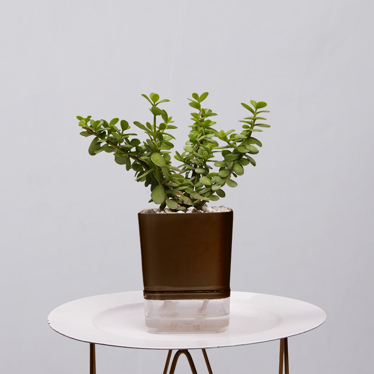 Jade Plant (Crassula ovata)