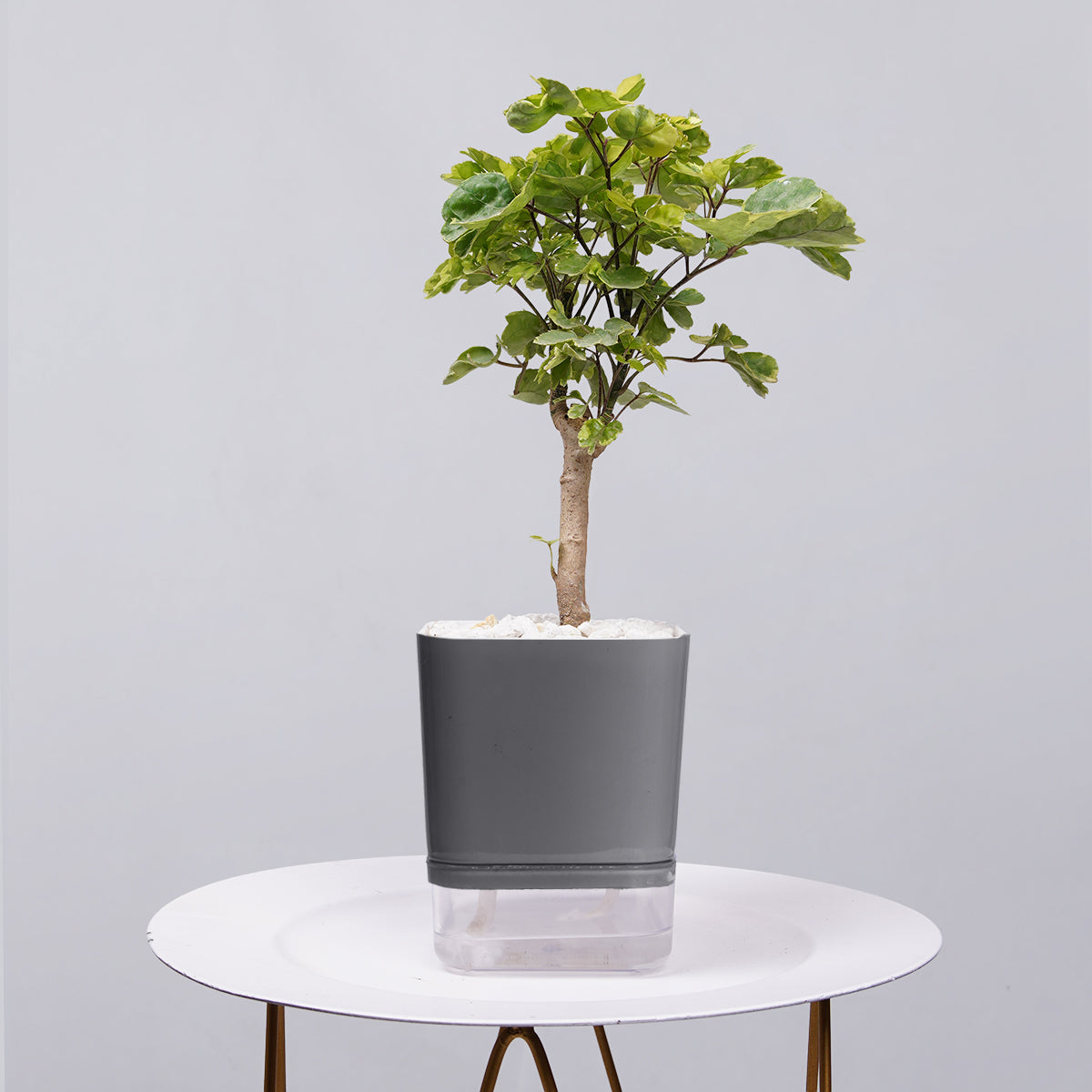 Ficus Bonsai