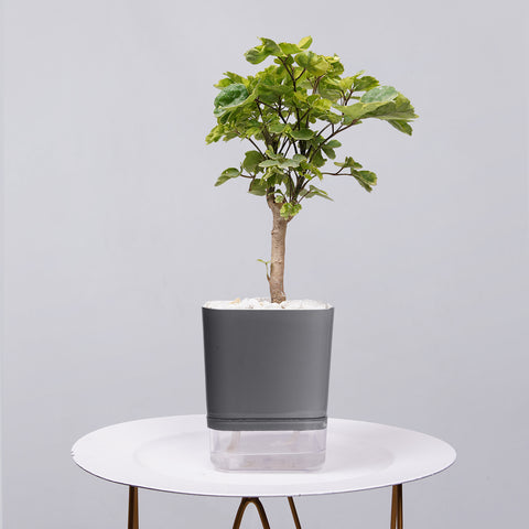 Ficus Bonsai