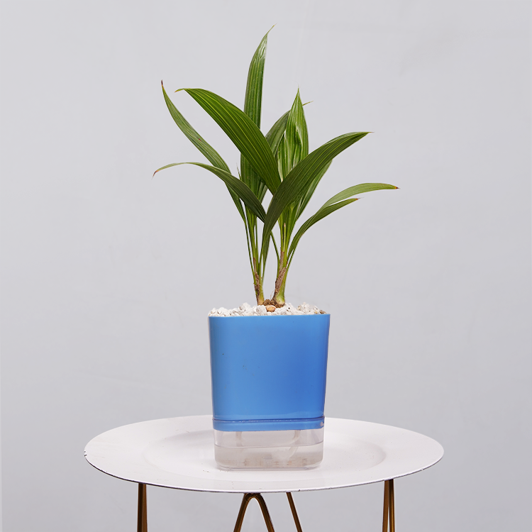 China Palm