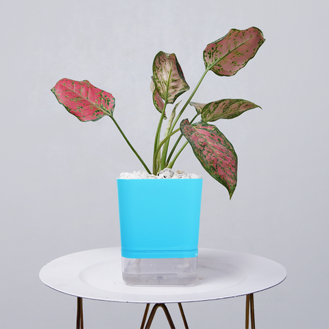 Aglaonema pink lipstick
