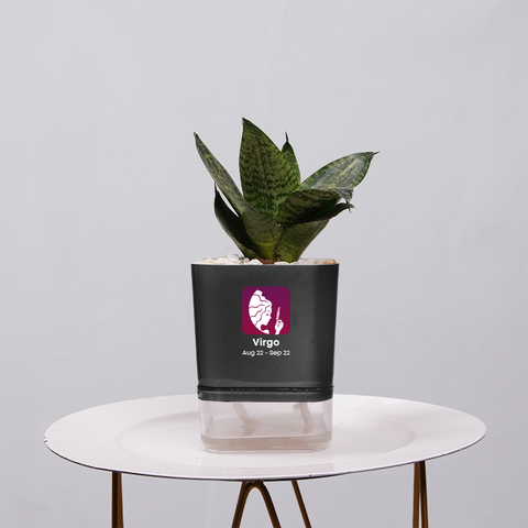 Snake Plant Bird’s Nest (Sansevieria Hahnii)