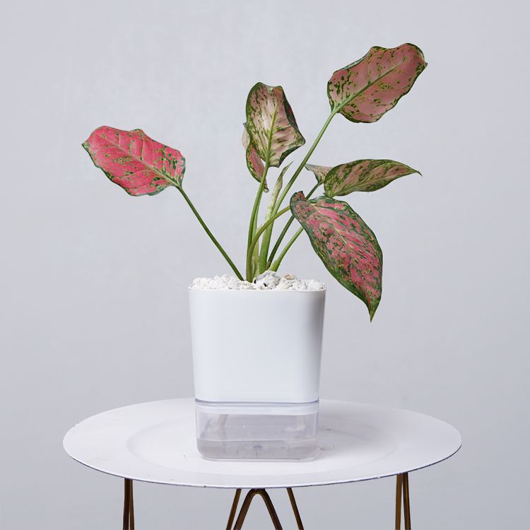 Aglaonema pink lipstick