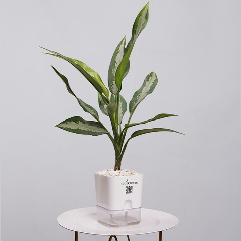 Aglaonema Tigress