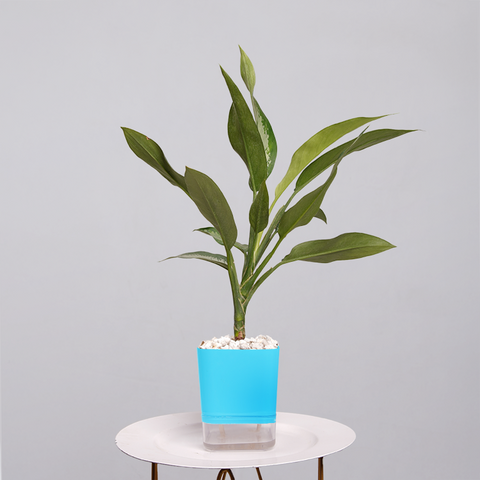 Aglaonema Tigress