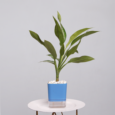 Aglaonema Tigress