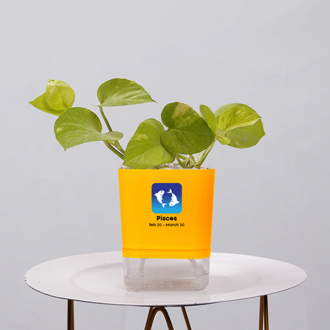 Money Plant Neon