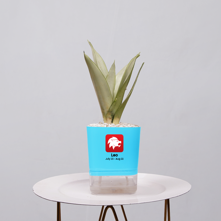 Sansevieria Moonlight