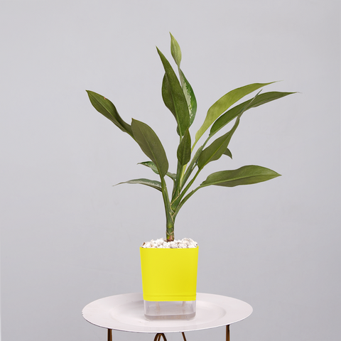 Aglaonema Tigress