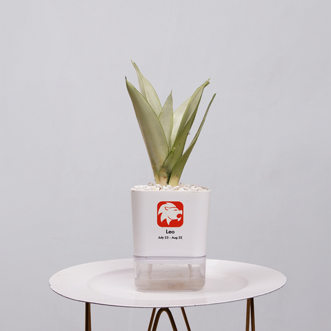 Sansevieria Moonlight