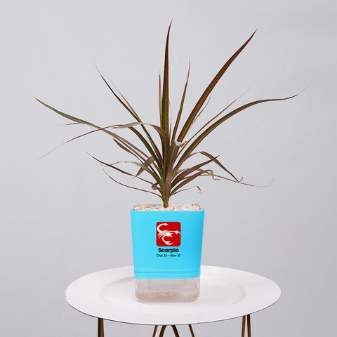 Dracaena Marginata (Dragon Tree)