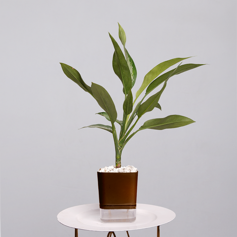 Aglaonema Tigress