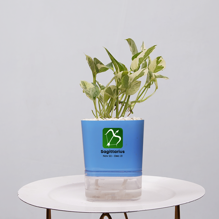 Money Plant Marble Queen