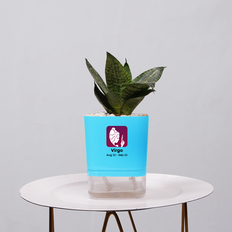 Snake Plant Bird’s Nest (Sansevieria Hahnii)