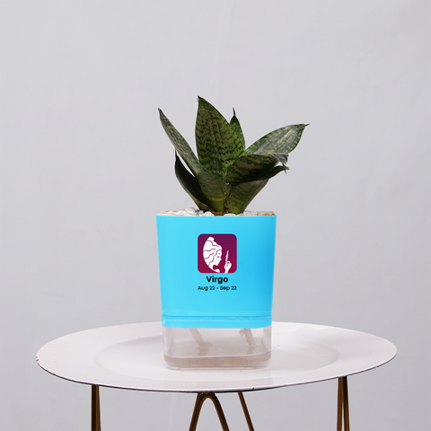 Snake Plant Bird’s Nest (Sansevieria Hahnii)